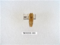 藏品(木舟蛾屬)的圖片